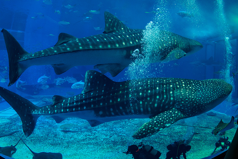 美ら海水族館